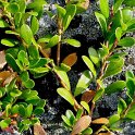 Arctostaphylos uva-ursi
